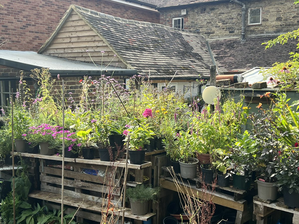 wildflowerman60's tweet photo. The wildflowers may have finished !! But the plants on the #beebench are still doing there jobππ feeding the bees butterflies and moths until the end of the season #beethechange @BumblebeeTrust #wildgarden https://t.co/wGwyhfyHtn