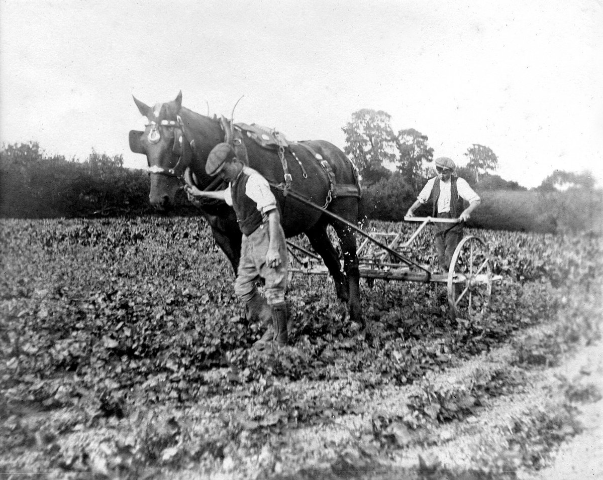 jfneville1's tweet photo. Just mapping out my talk for next Saturday's joint @devonhistorysoc & @DevonGardens symposium on making a living in market gardens, smallholdings and nurseries in ##Devon #Devoninthe1920s. A few places left for this fascinating programme, book via https://t.co/1Psfan40iK https://t.co/SZDLXAmOUj