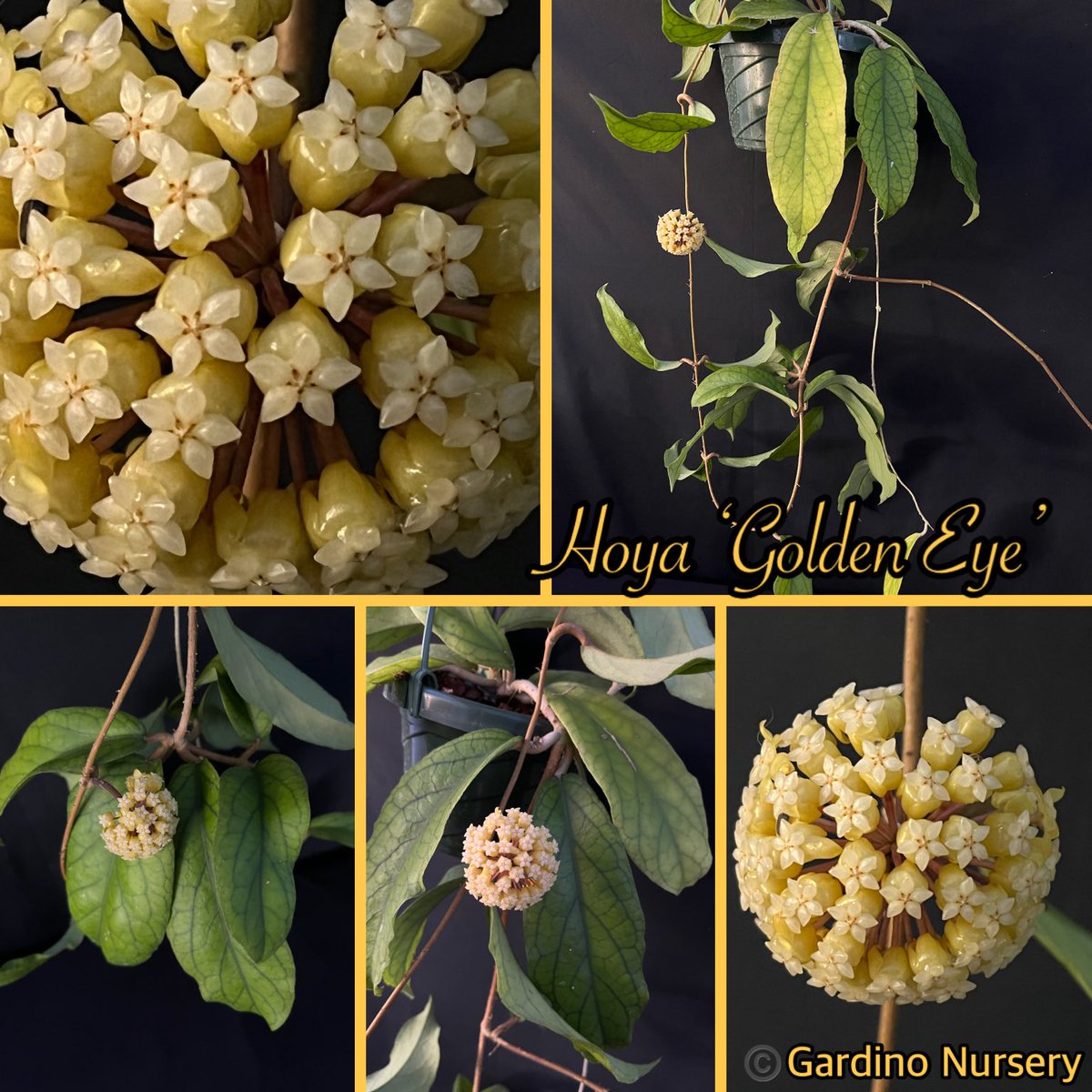 Hoya Plants on X: 