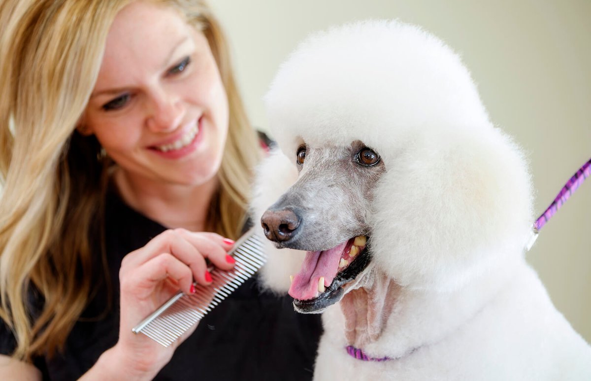 TrumpCardRabbit's tweet photo. 𝙋5-1| 𝘽𝙧𝙪𝙨𝙝 𝙁𝙪𝙧 𝙊𝙪𝙩

Your curly coated dog should be brushed with a soft, curved slicker brush against the fur to fluff their coat up.

#Dog https://t.co/O18VG7KFuN