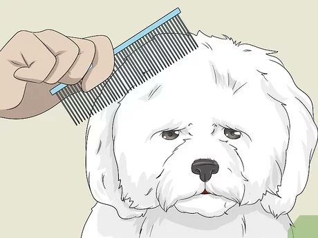 TrumpCardRabbit's tweet photo. 𝙋5-2|𝘾𝙪𝙩 𝙃𝙖𝙞𝙧

If you curly coated dog's locks are much too long from a simple pair of grooming shears, a pair of electric clippers may be in order.

#Puppyparents #dog https://t.co/LxmiarTkQj