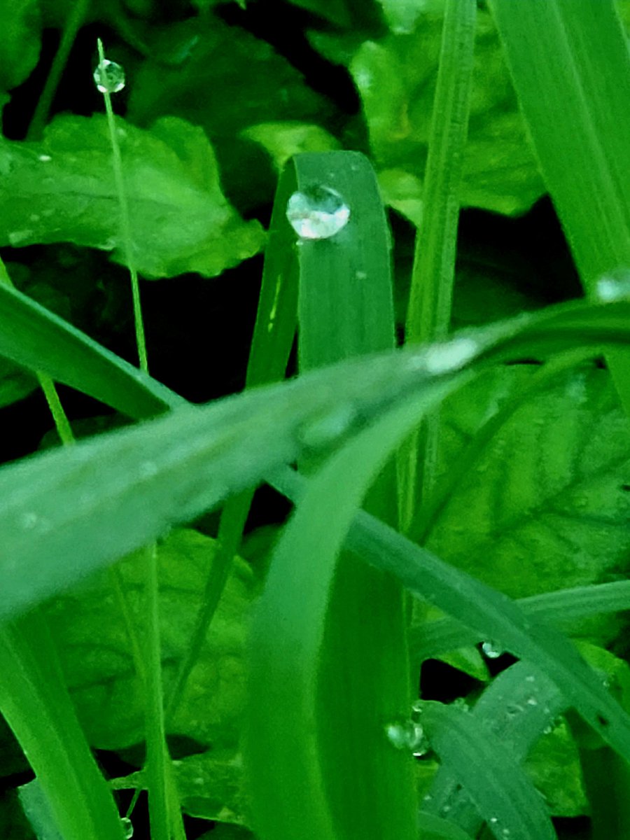 Ashley🌸Maestas🎨🐢 (@lush_surge) on Twitter photo 