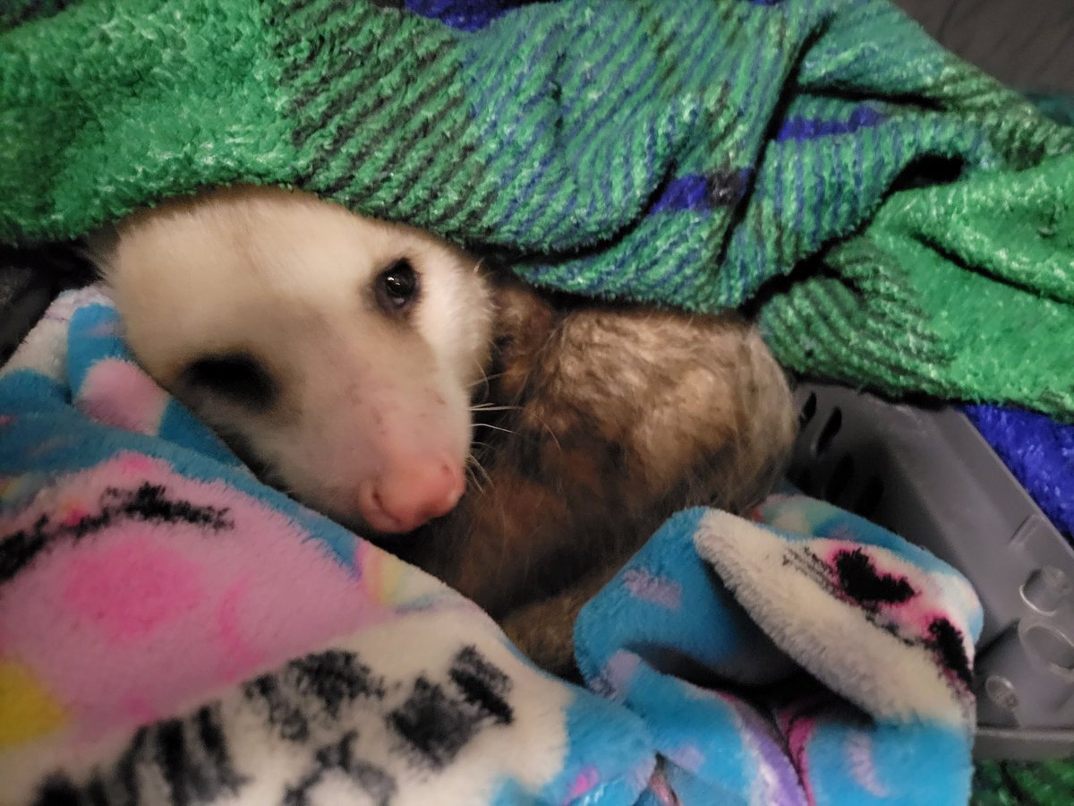 MiaandEpsom's tweet image. Didn't get a chance to post it but here's a post stream Epsom appreciation post! He is best thicc boi! 

#twitchstreamer #twitch #poststream #possums #wholesome #bestboi #smallstreamer