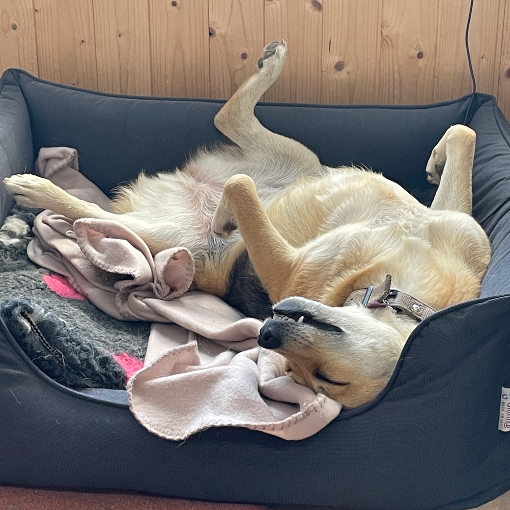 villedieulake's tweet photo. This is how Lola rolls on a lazy Sunday afternoon! 🤣

#villedieulake #fishinginfrance #fishoftheweek #carpfishing #lakelifebestlife #karpfen #mirrorcarp #commoncarp #carpangler #carp #magnacbourg #newlake https://t.co/jYiBlsU13L