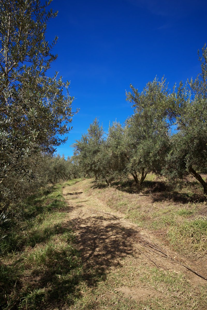 ImbFrank's tweet photo. #olive #oliveoil #farm #oliq #saobentodosapucai #serradamantiqueira #minasgerais #saopaulo #brazil #brasil https://t.co/CQv40FI3E3