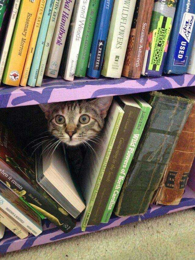 Relecture's tweet photo. #chat #livres https://t.co/kabOUH6cgQ