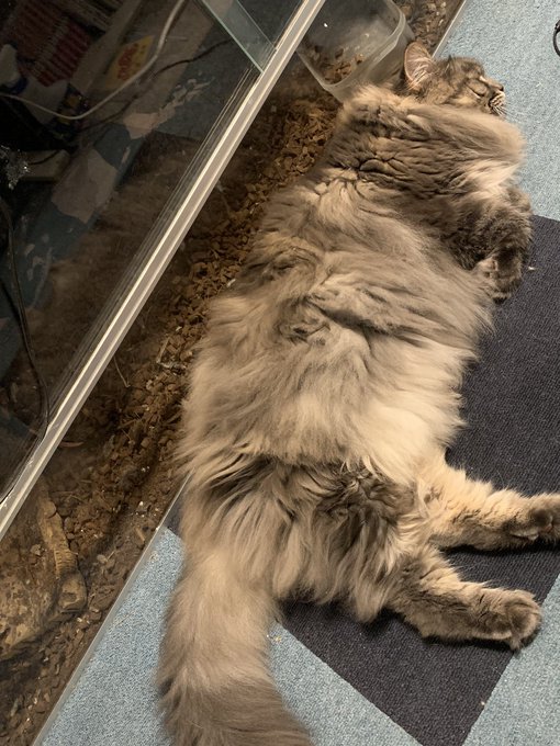 多くの人は可愛い猫に気を取られ、奥で寝てるオオトカゲに気付かない🐈🦎(同じポーズなの可愛い) 