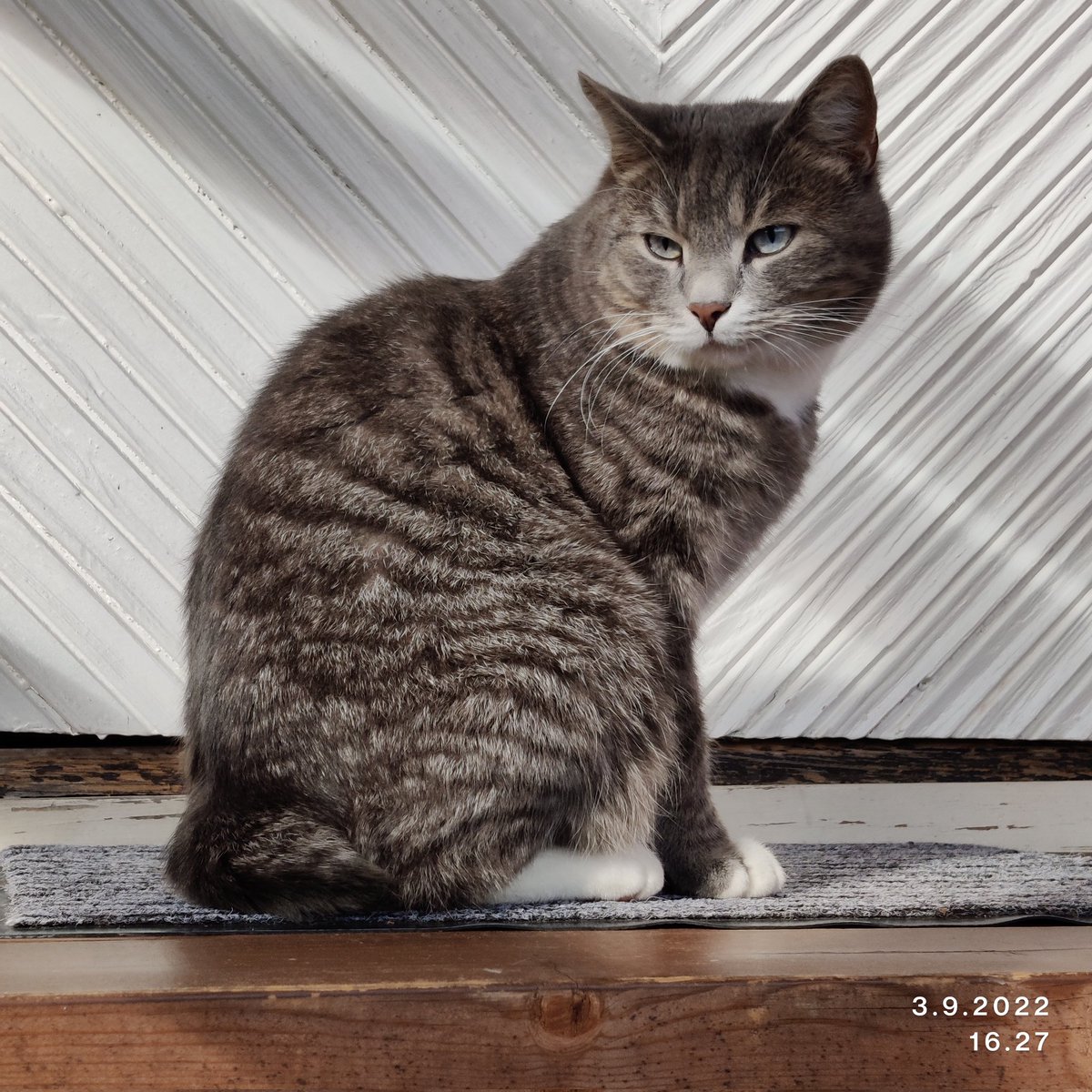 rintala_sirpa's tweet photo. Vihainen kissa 🐱
Plään B toimi. Otettiin Pätkä sisälle jo päivällä eikä päästetty humppaan enää ulos. Näin saadaan kissa kotiin, varsinkin kun ylämummokin lähti kotiin
Mökkiviikonloppu taas ohi ja arki alkaa huomenna
#pätkämöttönen
#instakissa https://t.co/wGeWNJLvl0