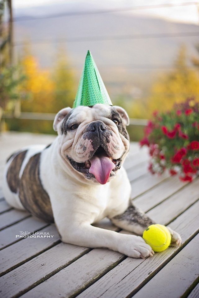 Today up here in heaven my little bro Ammo is turning 9! 🥳 We’re barely recuperating from my party last week but now it’s his turn! Happy Birthday ⁦⁦<a href="/BarrettAmmo/">B. Ammo Lehman</a>⁩! #bulldog #dogsoftwitter #happybirthday #birthdayboy #letspawty