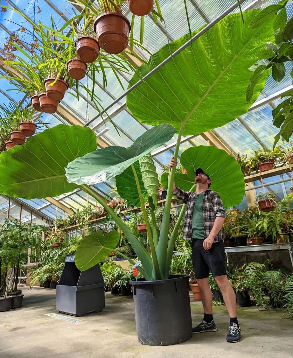 HobbyistPlant's tweet photo. Would you buy this giant plant? 🌿 https://t.co/yUjIIviVwQ