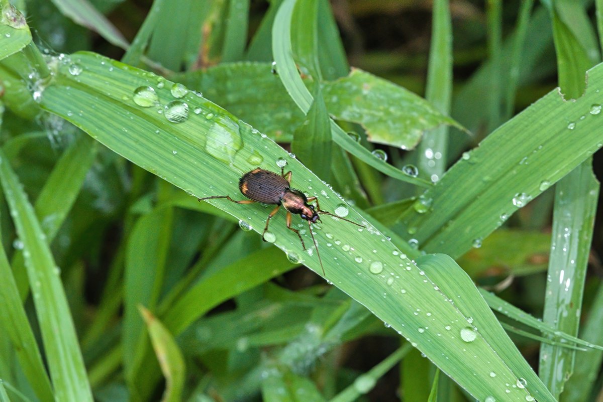 AstaPappataci's tweet photo. おやすみなさい😴
1枚撮って逃げられたのでピン甘です。

#キボシアオゴミムシ
#groundbeetle
#步行蟲
#Chlaenius_posticalis https://t.co/M4wDkCTzLh