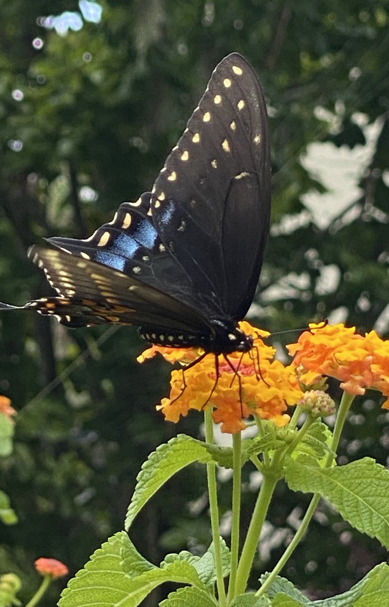 Gm from the butterflies… #ENS #Web3 #Web3domain #NFT #nftphotographer #photography #NaturePhotography #nature #photographers