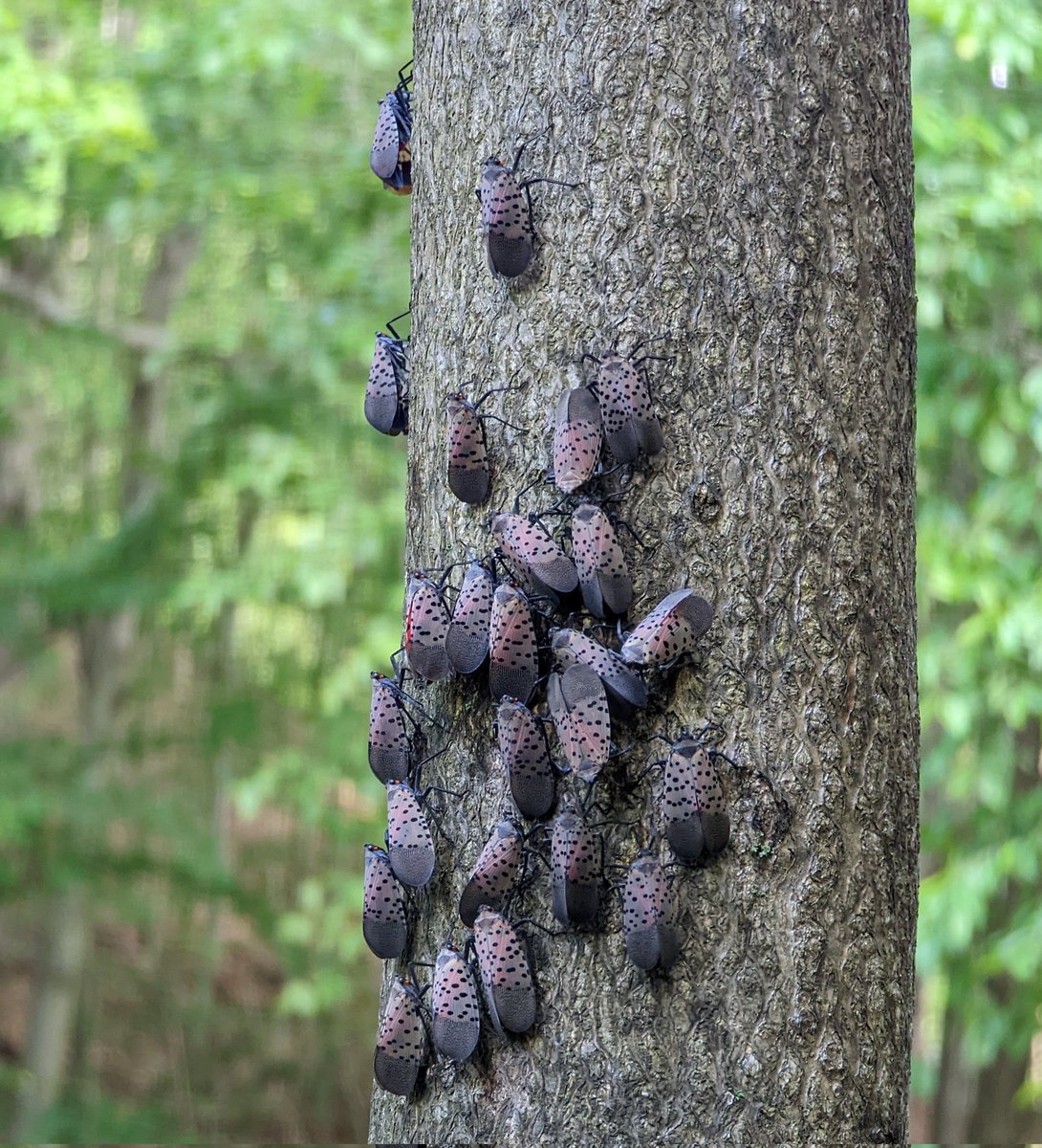 James_Pants 🦠 tweet media