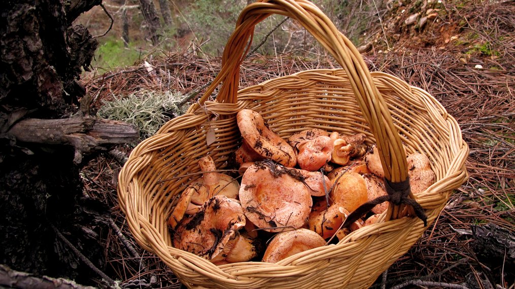 3CatInfo's tweet photo. La temporada de bolets arrenca amb els primers rovellons i ceps i amb bones perspectives https://t.co/HgCquYAPlb https://t.co/ZGXZcx6XF5