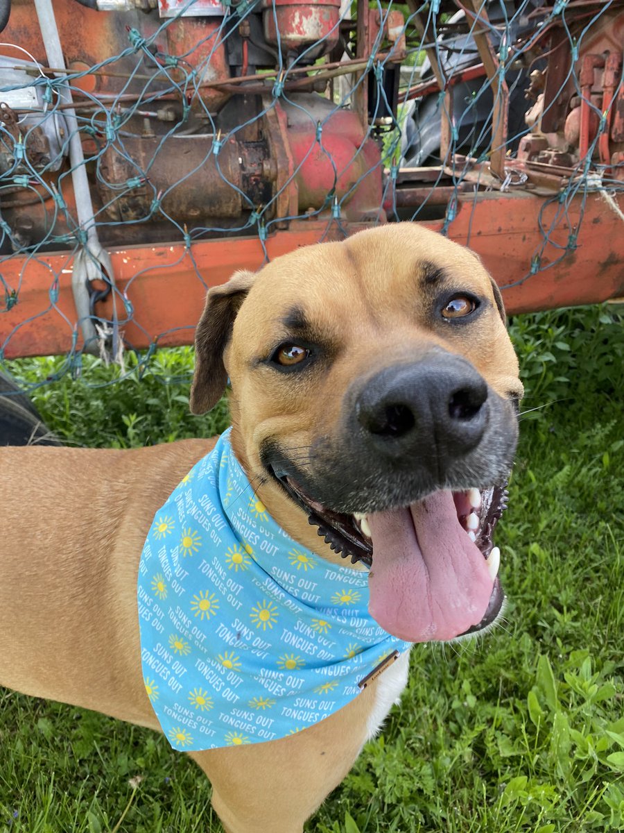 harvey_our's tweet photo. 🥳It’s my birthday! I am 2 whole years old today🥰 #dogsoftwitter #doglover #doggo https://t.co/8x0e4liXt1