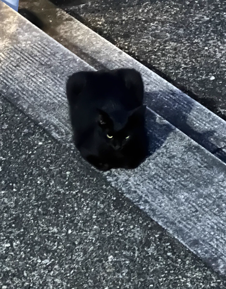 ぱっと見だと何の生き物か分からないかも･･･！四角くなっていた「猫」を撮影した写真が話題に！