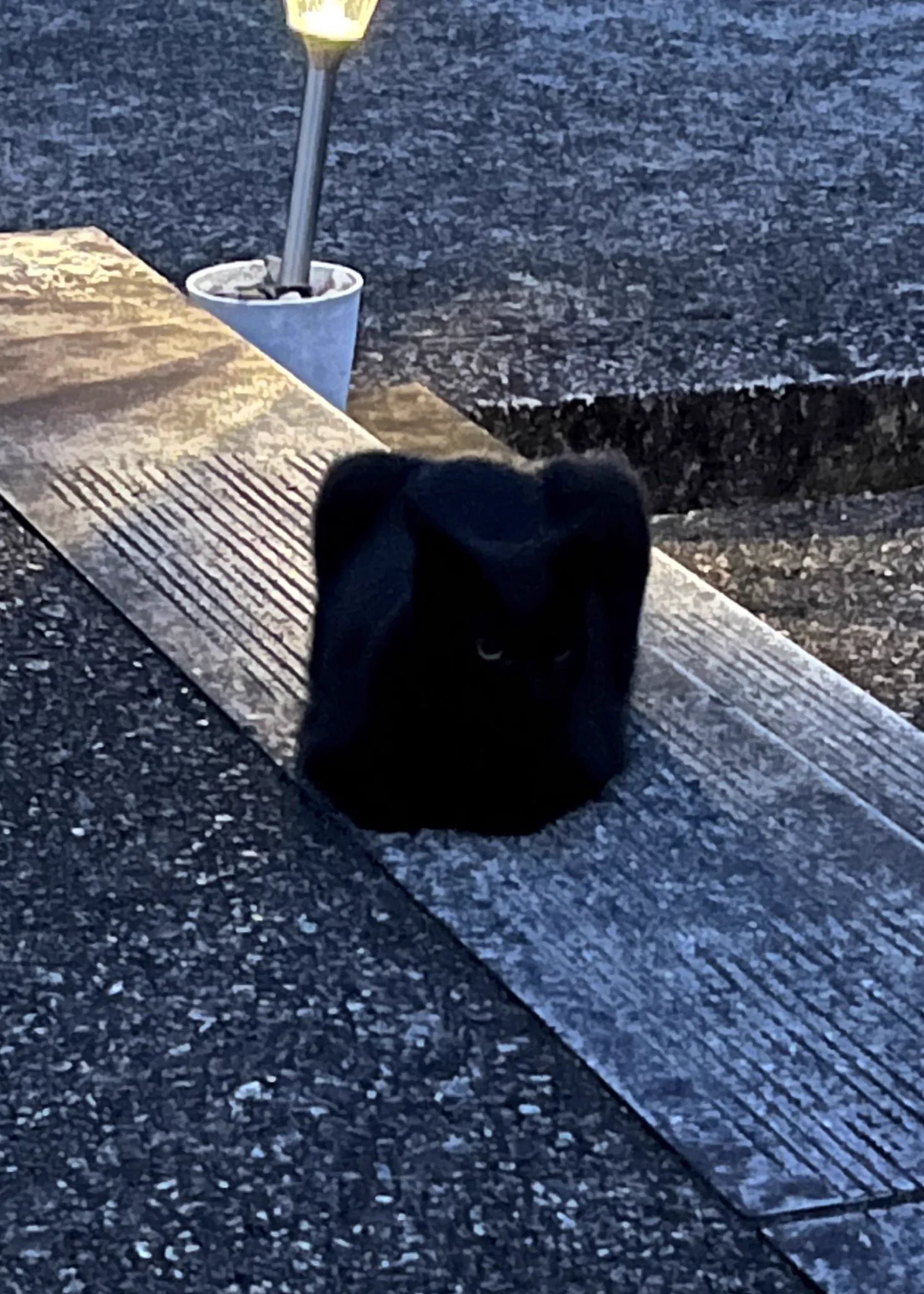 ぱっと見だと何の生き物か分からないかも･･･！四角くなっていた「猫」を撮影した写真が話題に！