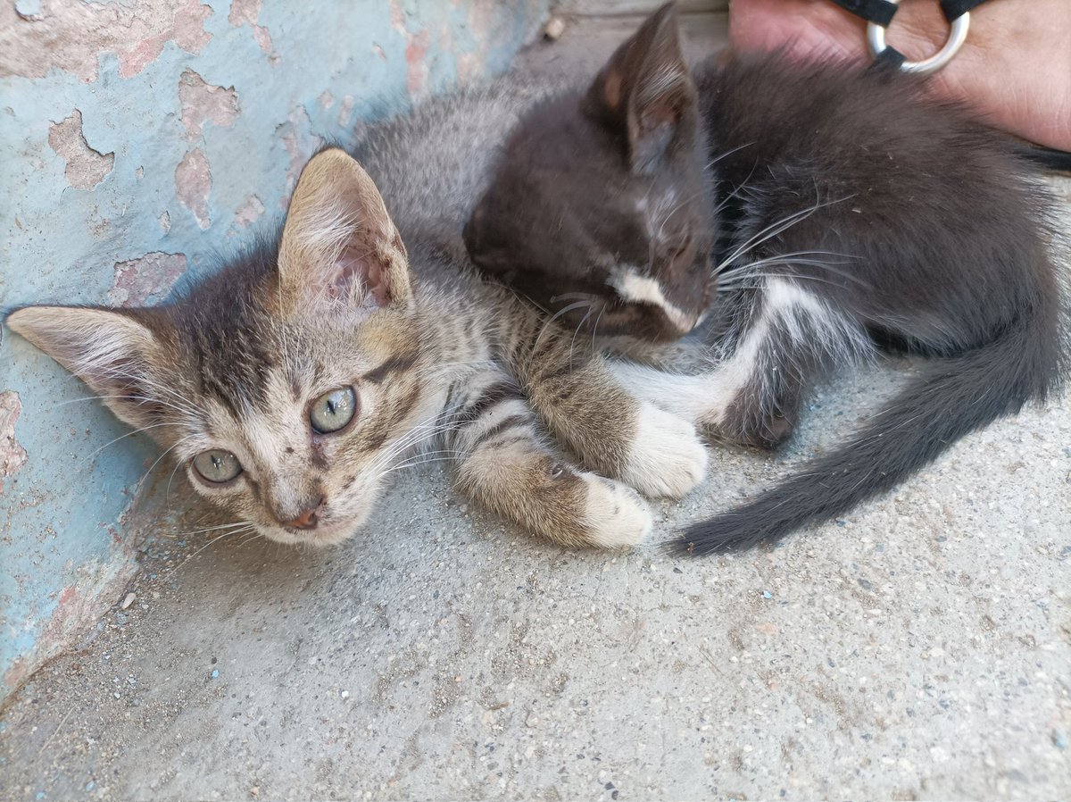 Lukistar05's tweet photo. Mi única alegría en las esperas 😸 https://t.co/zP7pwPXloj