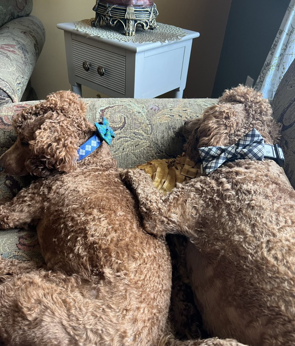 thechief_trsg's tweet photo. Figured I would share some #cuteness instead of #trends #opinions #work #networking #Politics #SundayMorning #sundayvibes Lazy morning at grandmas for my boys #brothers #elvispresley 🖤🤍 #deanmartin 💙💚” Diesel“ #brotherlylove #goldendoodle - HAPPY SUNDAY EVERYONE https://t.co/PTe4k4kTt3