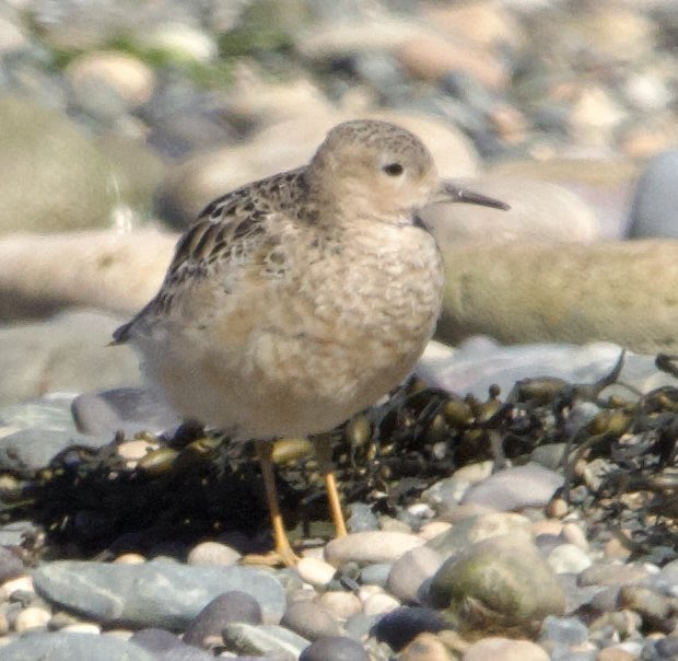 EuraKestrel's tweet photo. Double lifer day today with Buff-breasted Sandpiper and White-winged Black Tern at Cemlyn just a minute apart from each other, both found by Simon Hugheston-Roberts! @AngBirdNews @BirdGuides @RareBirdAlertUK #birding #anglesey https://t.co/XGdwJQh2xt