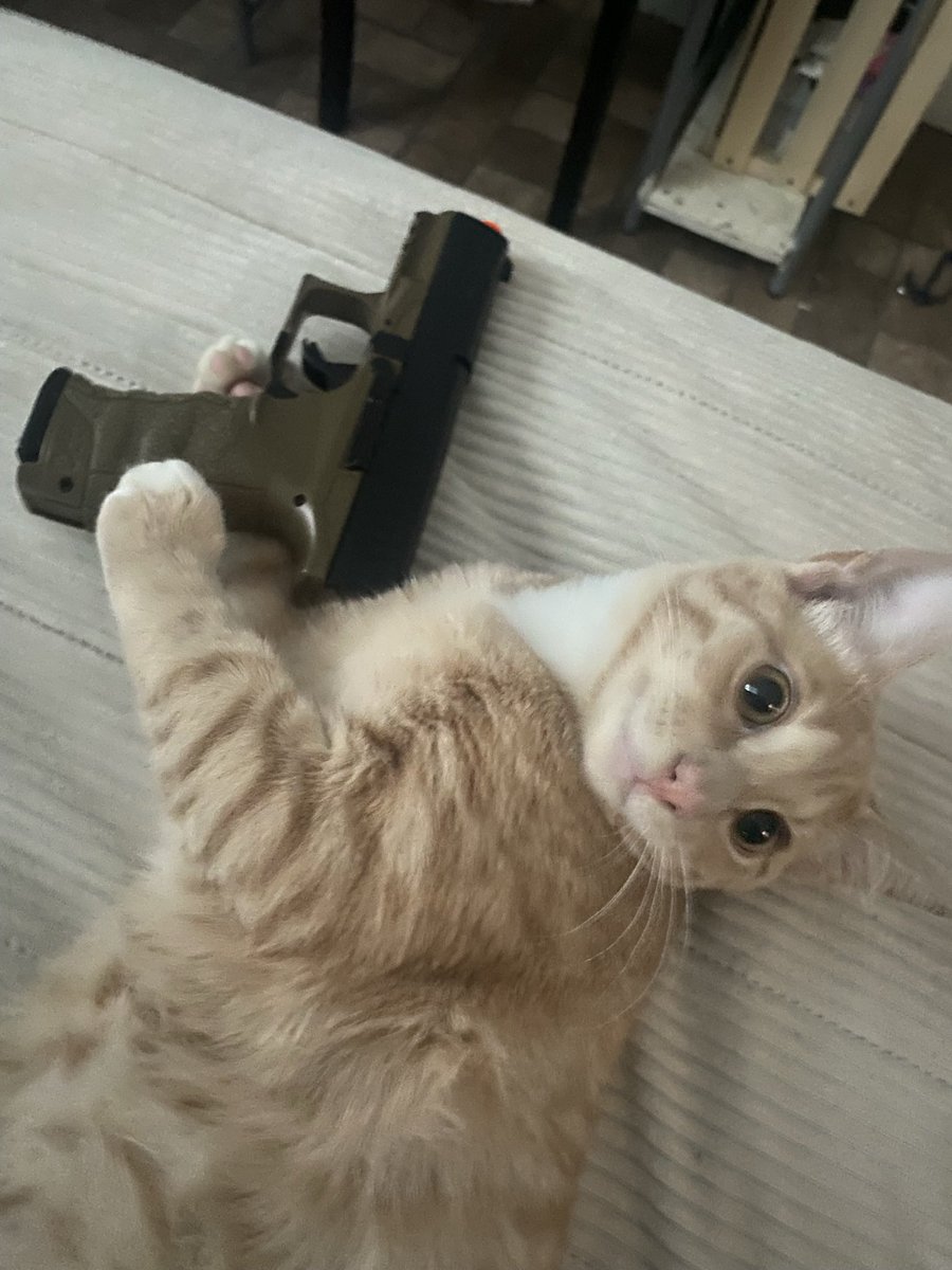 mess with the cat u get the gat