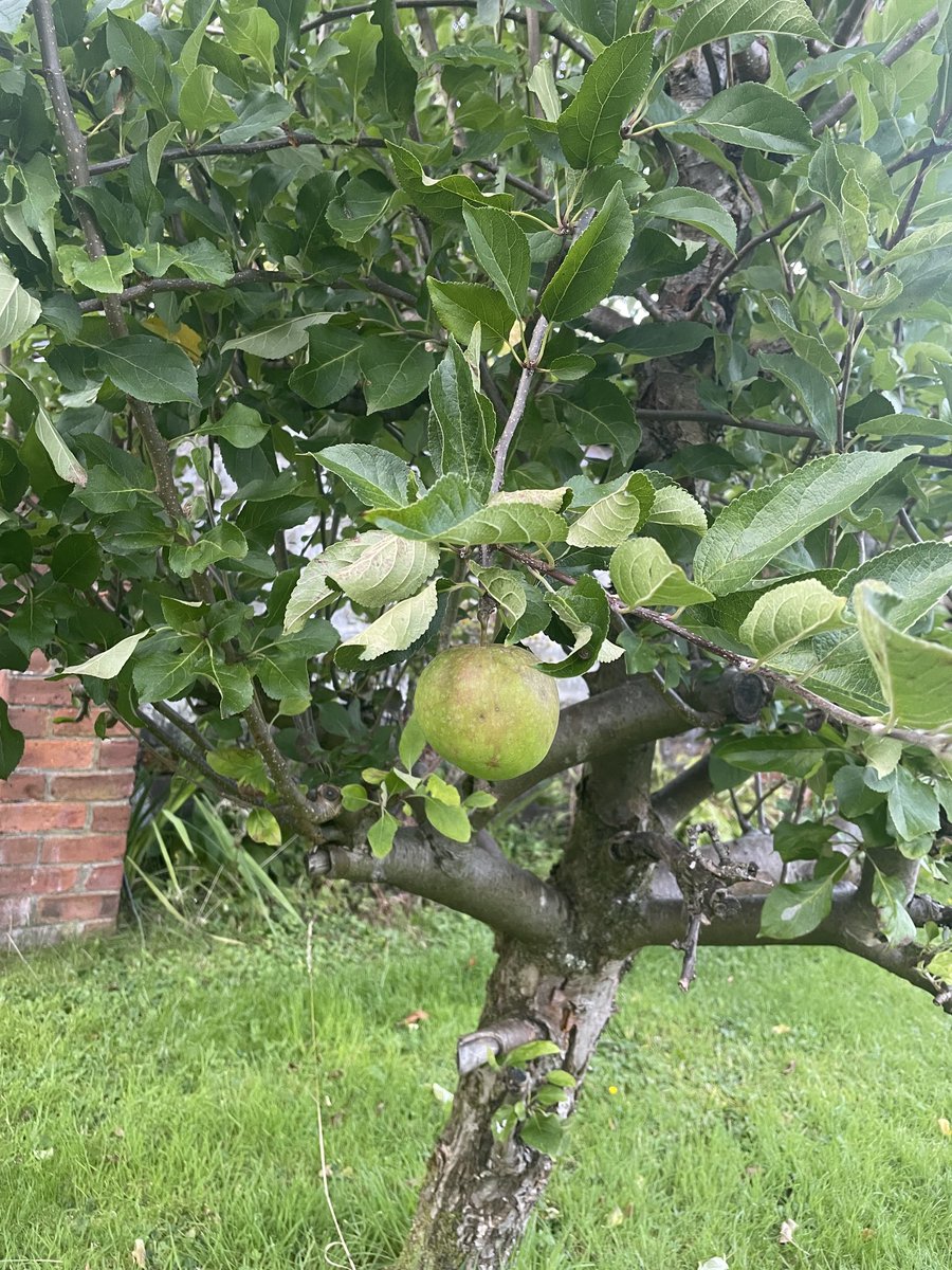 elspjt's tweet photo. Scores: my apple tree = 1 apple. My neighbour’s tree (overhangs my garden) = Lots of apples. It wins. We now have lots of apple spice muffins &amp; apple crumble 😊 https://t.co/sVPnbU9a8J