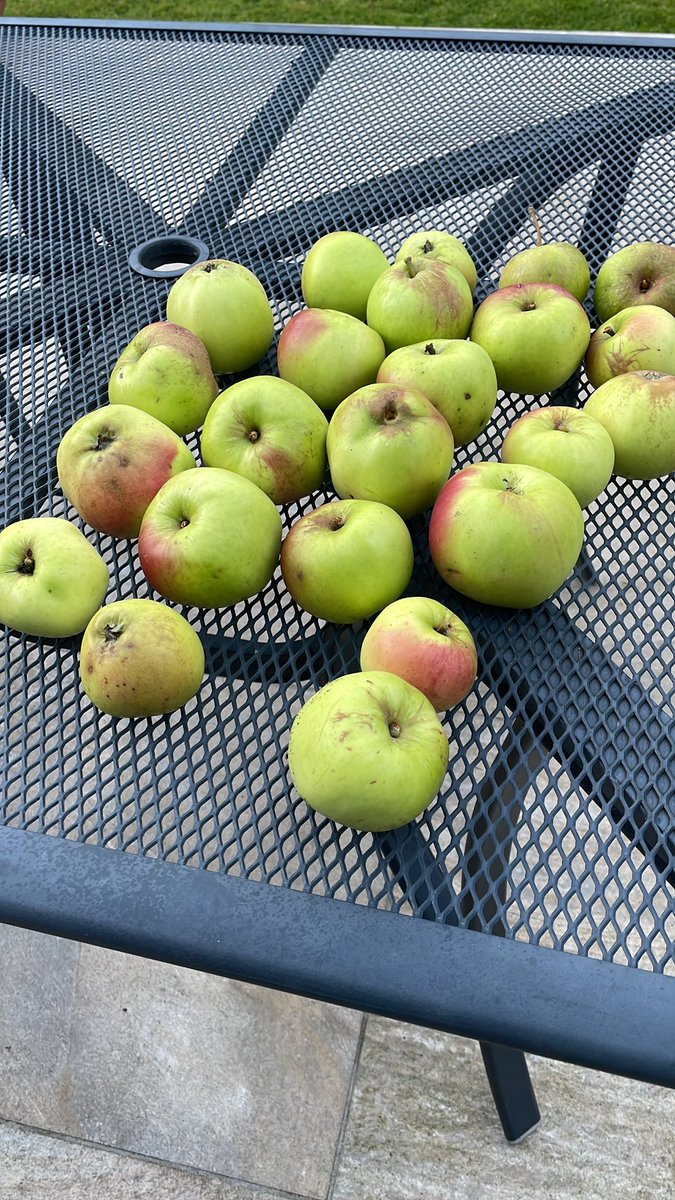 elspjt's tweet photo. Scores: my apple tree = 1 apple. My neighbour’s tree (overhangs my garden) = Lots of apples. It wins. We now have lots of apple spice muffins &amp; apple crumble 😊 https://t.co/sVPnbU9a8J