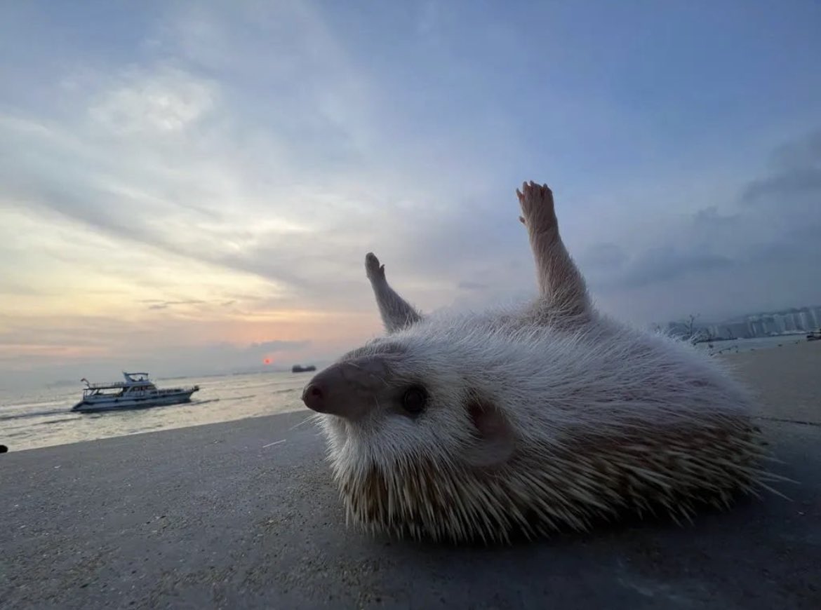 daily__hedgehog's tweet photo. Sunday 4th September, 2022 https://t.co/uV6zTORoKO