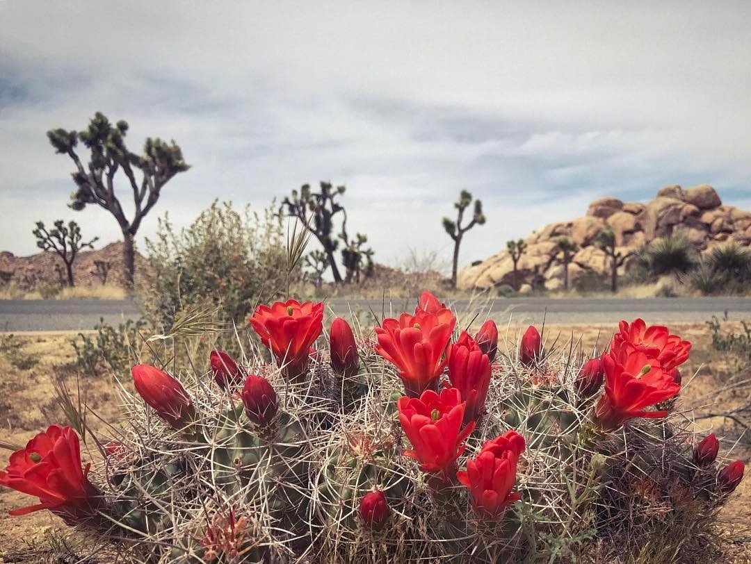 Visit US Parks tweet media