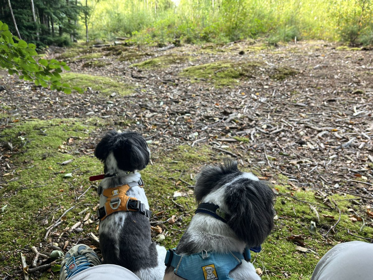 DiaForest's tweet photo. Just had a lovely couple of hours Forest Church Bathing. Want to join us at our next one. Do get in touch. The next session will be our normal Forest Church Gathering. All are welcome. https://t.co/IbpznMqzpJ