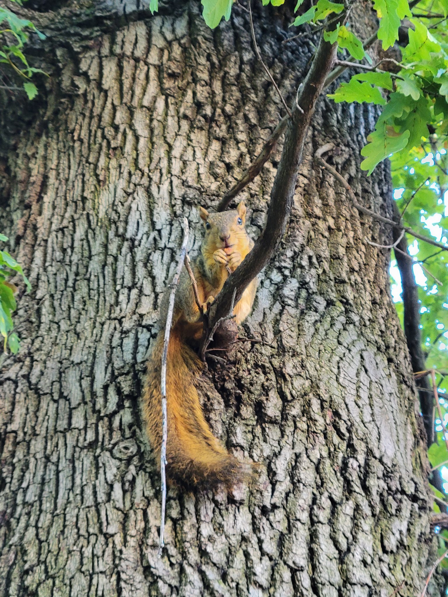 Squirrels of Boise, Idaho (SquirrelsLos) / Twitter