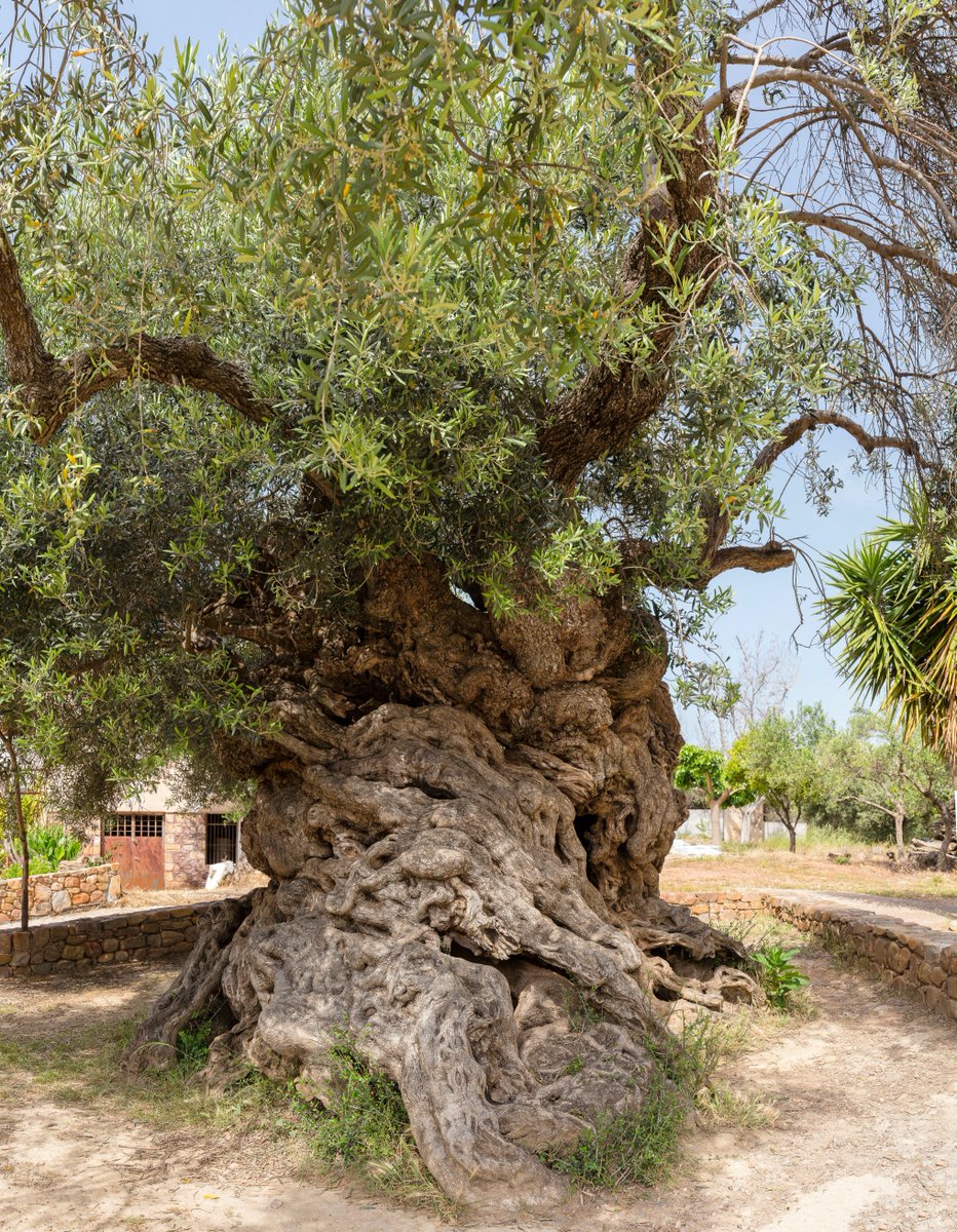 incunabula's tweet photo. The Olive Tree of Vouves.

This ancient olive on the island of Crete is one of 7 olive trees in the Mediterranean thought to be at least 2000 to 3000 years old. Although its exact age can't be verified, it may be the oldest of all, over 3000 years old. 

It still produces olives. https://t.co/QT4Cmmmufl
