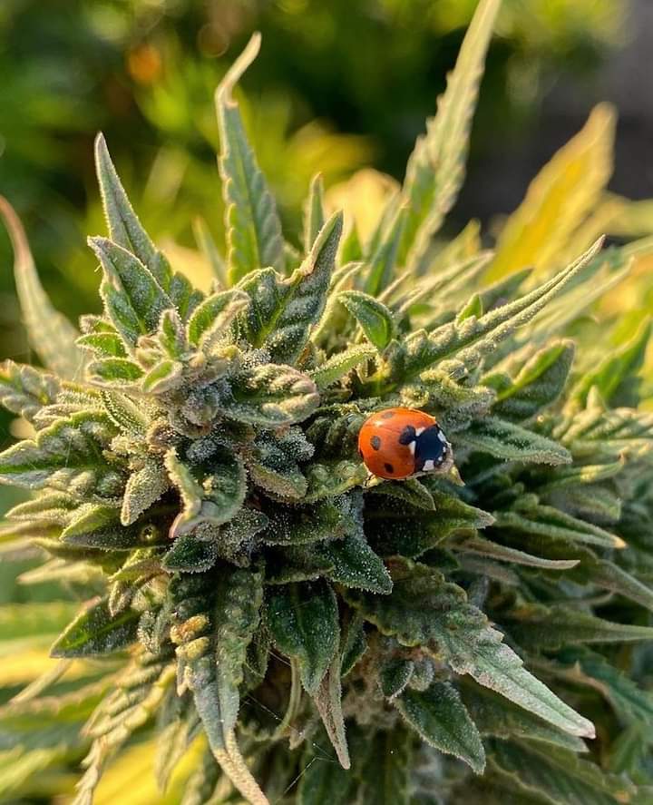 LeónMagico 420 tweet media