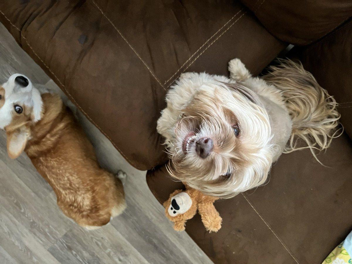 Happy Sunday! #dogs #CorgiCrew