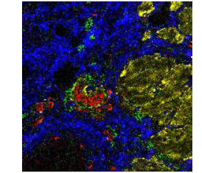 Standard_BioT's tweet photo. Find out about antibodies for #imaging on mouse tissue to characterize its complexity and diversity without disrupting #spatialcontext: https://t.co/whsfX80uI0
View a recent #poster on identifying composition in the mouse tissue microenvironment: https://t.co/nlmJtL0ToS https://t.co/Gjq3qW7DrU