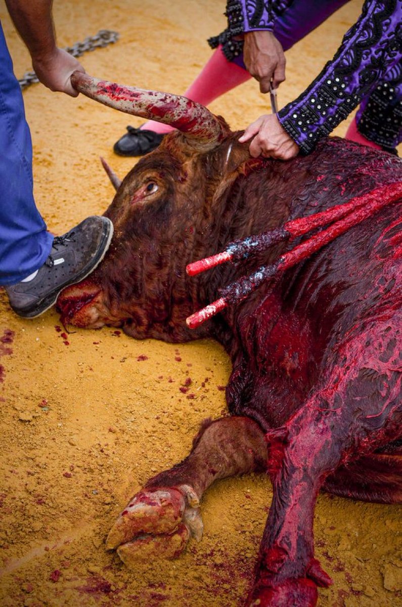BastianGct's tweet photo. Martyriser jusquโร la mort.
Jouir devant la torture.
Assister en applaudissant le dรฉversement du sang.
Au nom de la pseudo -tradition.
Au nom de la non-culture.
Au nom de la haine et de lโirrespect du vivant.
#corrida @courbet_julien https://t.co/6XEWDVLBHL