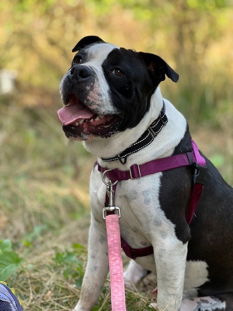CVARescue's tweet photo. Sara Penhallegon, Director of Center Valley Animal Rescue, will be talking about Disaster Preparedness for Domestic Animals in our barn from 5PM to 6PM on Saturday September 10th in the first of a series of talks we will be hosting at CVAR. https://t.co/LcUlNInIFv