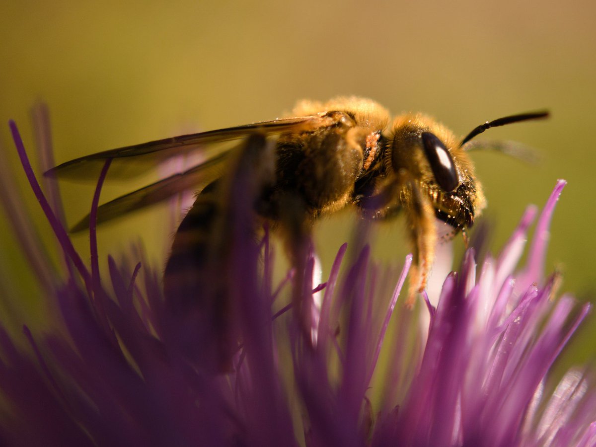 Good Evening/Morning....🥰🥰🥰
#NaturePhotography  #photography #FlowerPhotography #Flowers #Naturelover #NatureBeauty  #macrophotography  #gardening #nature #garden #TwitterNatureCommunity #PeaceAndLove #honey #bees