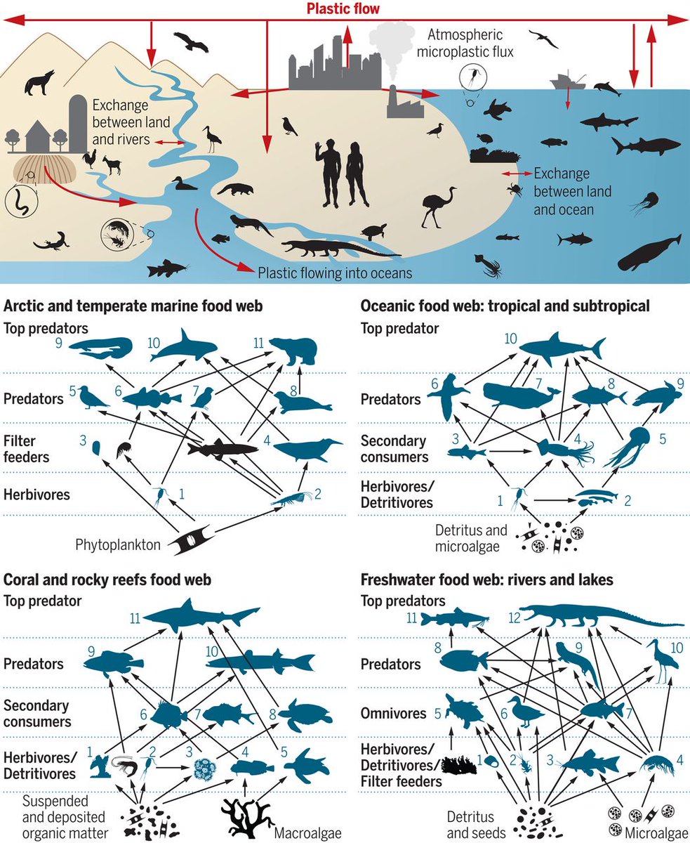 ScienceMagazine's tweet photo. On #NationalWildlifeDay, take a look at this 2021 #ScienceReview that investigated the occurrence of plastic ingestion by wildlife and addressed the fundamental question of why living organisms ingest plastic. https://t.co/JS2QpsjIie #OurPlasticsDilemma https://t.co/G38c8EpqNv