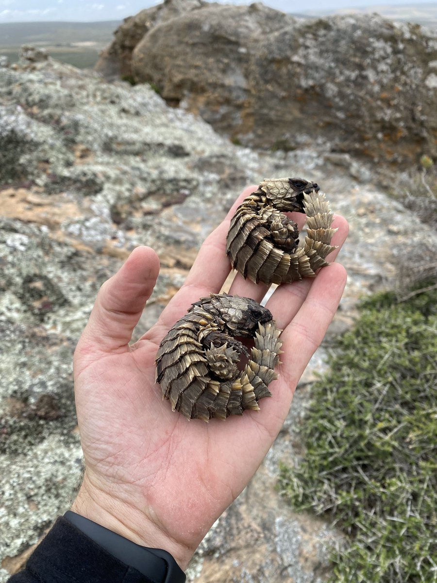 Tyrone Ping tweet media