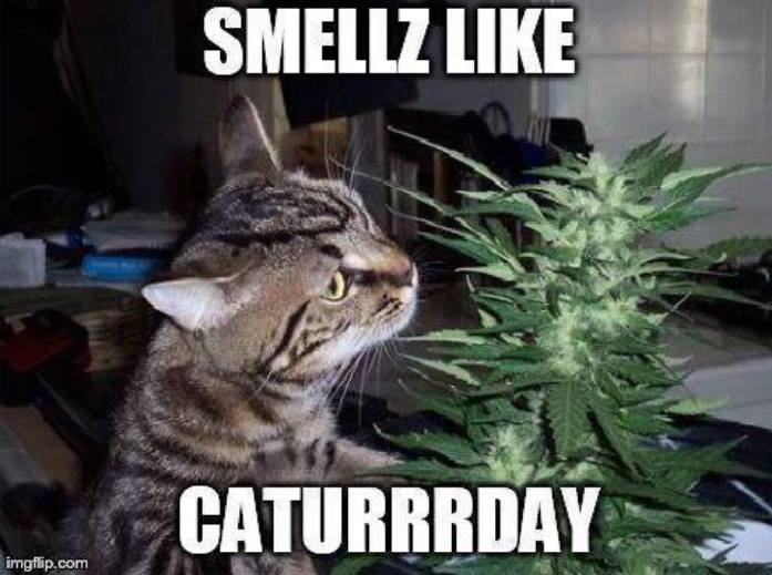CassieJFox's tweet photo. Pics from The Wild #Caturday Night Nip Pawty had the Pawleece &amp; Pawparozzi on the #Propurrty. #Caturday #PurrentLife #CatsOfTWitter #Pawparozzi https://t.co/f3nQ4WVbEg