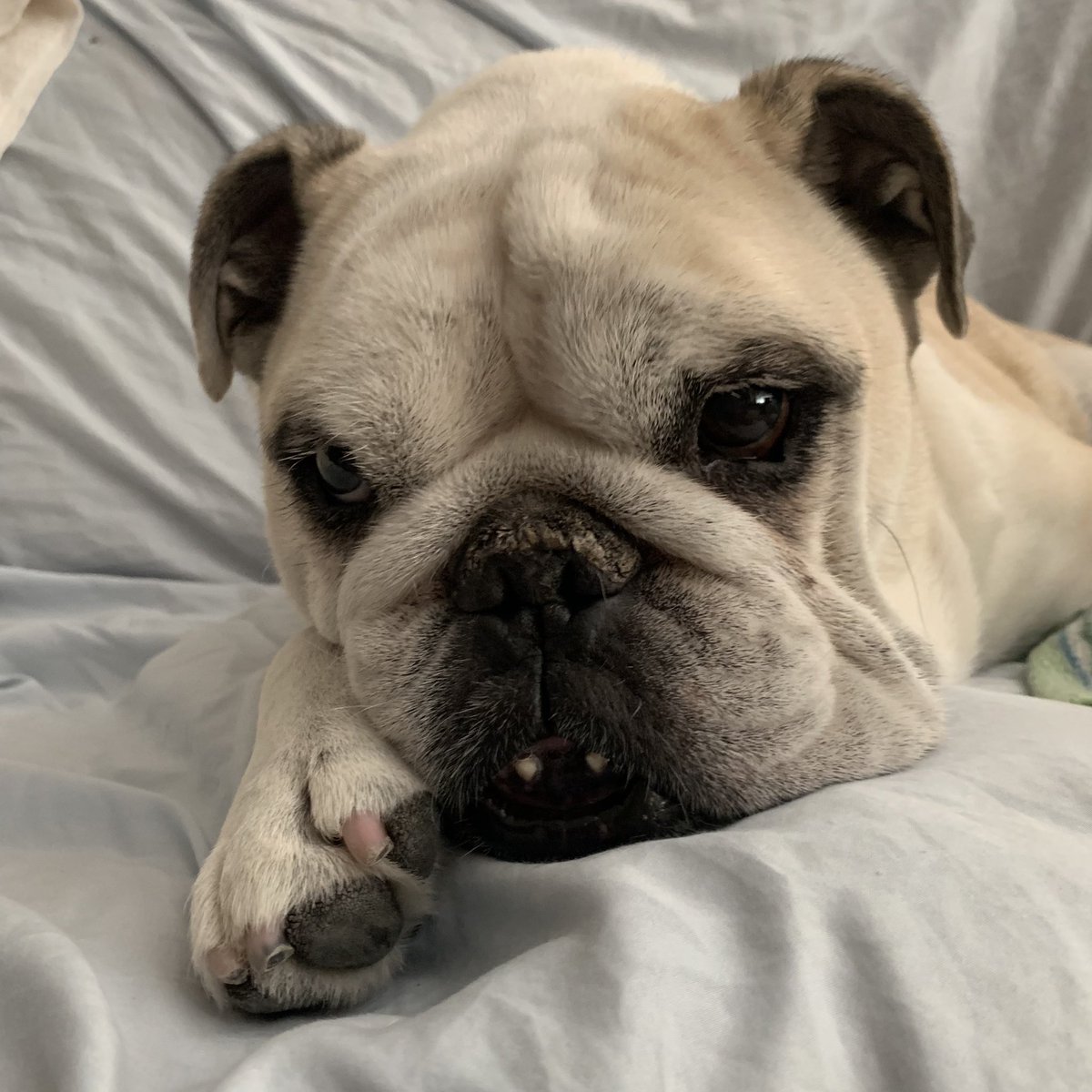 Bulldog_Kiba's tweet photo. It’s a hot September day! Lazy Sunday - afternoon nap time. (https://t.co/1hMwXcJkdu) https://t.co/qvhxbVzzJM