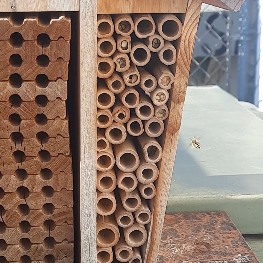 _polarblue's tweet photo. Last summer we got a bee house for the garden in hopes of helping pollination 🐝
At the start of this summer I noticed the holes were getting filled in 👀
Today when checking on them I discovered a bunch of tiny baby bees!! 😊
#helpthebees #helpthepollinators #savetheplanet https://t.co/fRJLJbseUZ