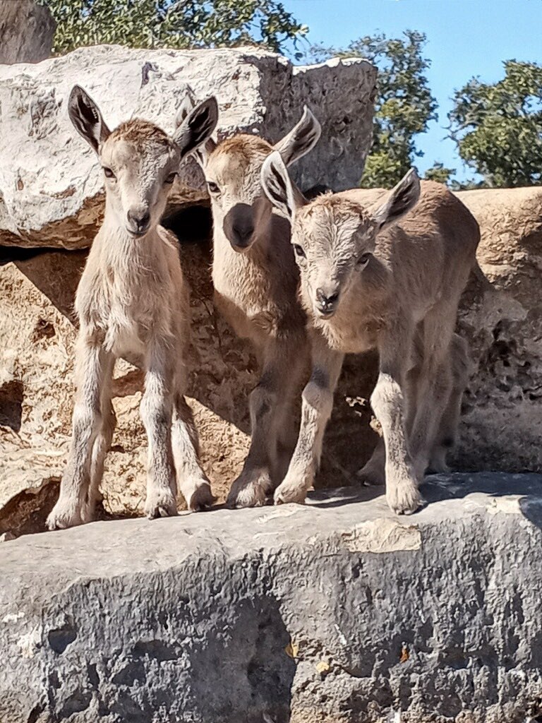 3 little goats 

#nubianibex