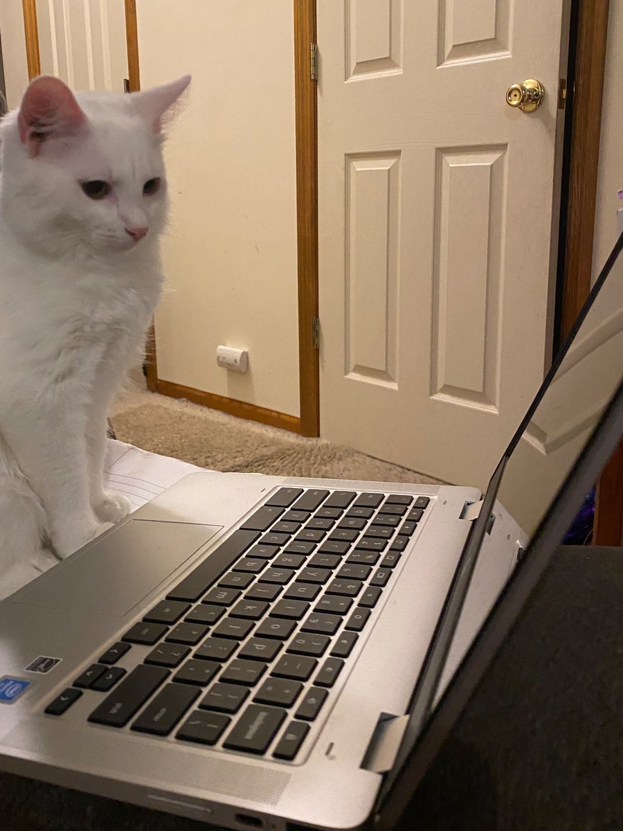 EMMASHA2155's tweet photo. Eventually he got tired of hearing me complain about the work I needed to do… #CatsOnTwitter #cats https://t.co/iivUgehlTZ