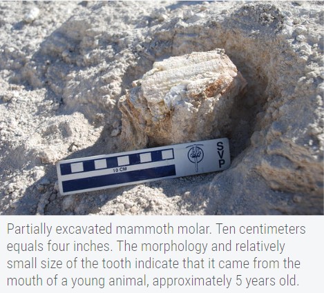 BasinRange's tweet photo. Several outcrops found near Indian Springs, Nevada contain fossils that could be obliterated by nearly 10,000 acres of large-scale solar applications. Mammoth fossils have been found close by. Projects are called Bonanza Solar and Kawich Solar. https://t.co/Je83SX9BjB