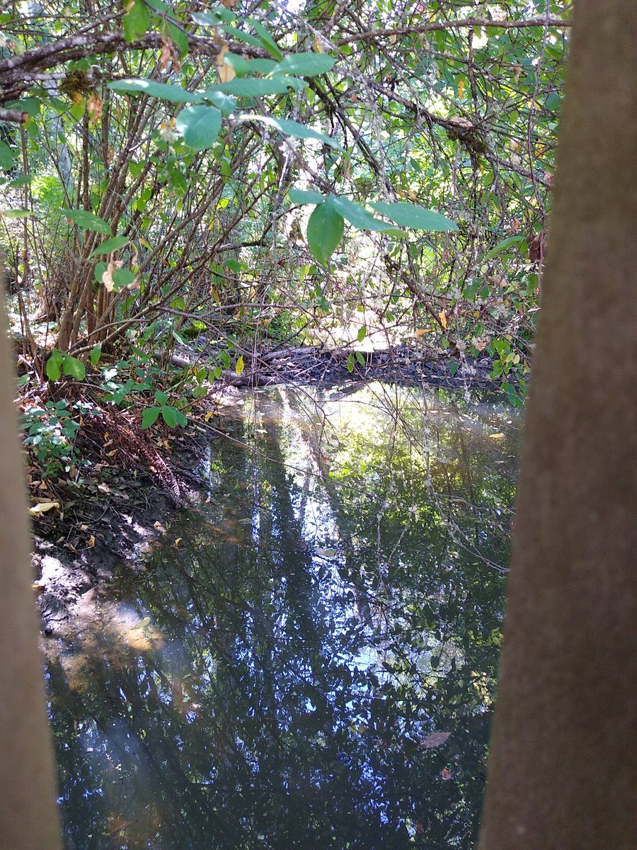 Gary_Rubin's tweet photo. Hey @THPRD Is there supposed to be a dam in Fanno Creek just East of Fallbrook Road? The water doesn't seem to be flowing through very well. @THPRDNature https://t.co/4YA3G1vnsr
