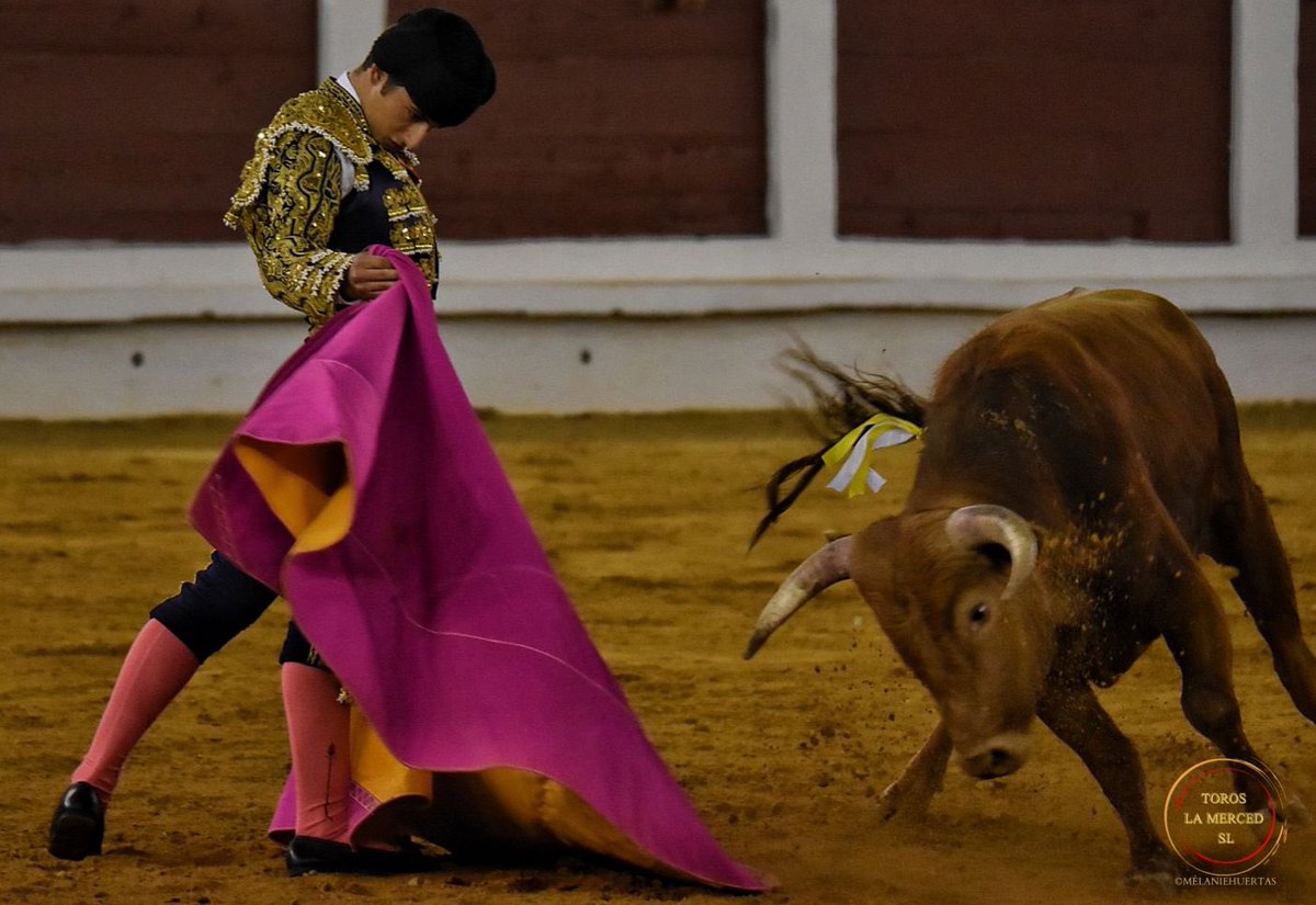 merida_toros's tweet photo. 📸 SILENCIO para Antonio Santana en el 6️⃣ de la noche #Merida22 

📆 4 de septiembre 🐂 La Glorieta #ElToreoEterno 

@huertas_melanie https://t.co/M5ETRzkxes