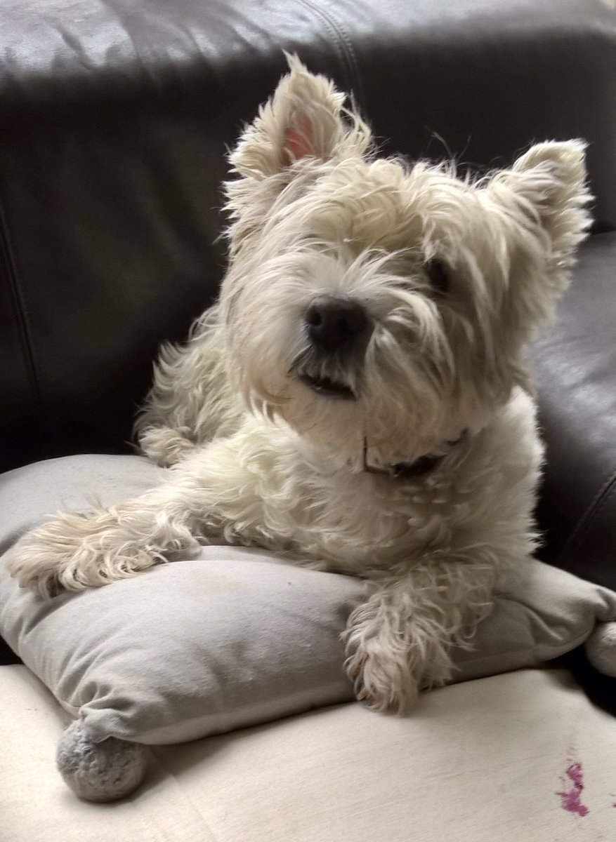 Christine Blanshard 💙 tweet media