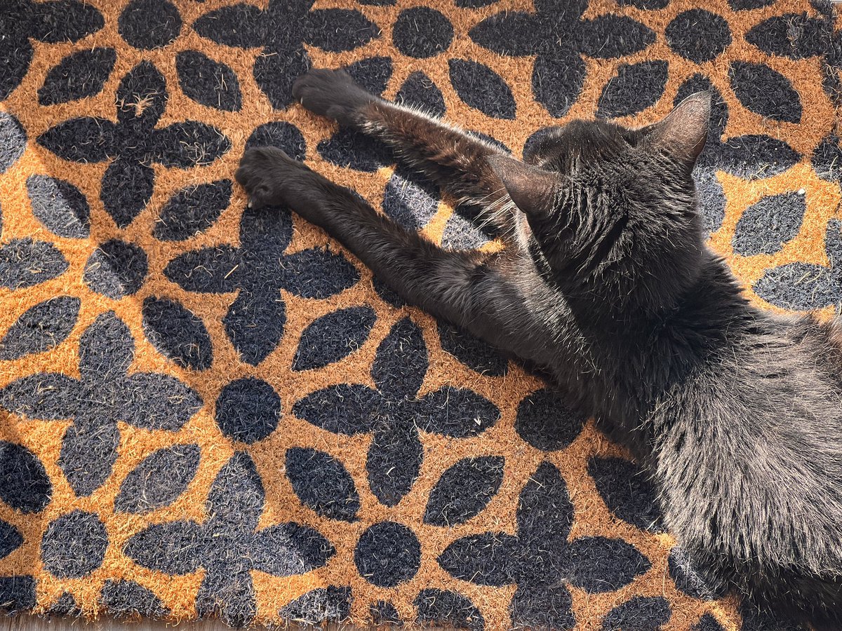 blackcatbutton's tweet photo. #iSpy Old cat, September sun โฆ ๐ป๐ธ #BlackCatButton https://t.co/GcBATaZdbl